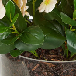 Rogue Dancing Orchid Garden Mix-Madelyn Bowl Cream/Glass 66x66x67cm