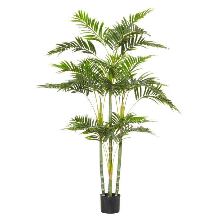 Rogue Cane Palm RT Green 100x80x150cm