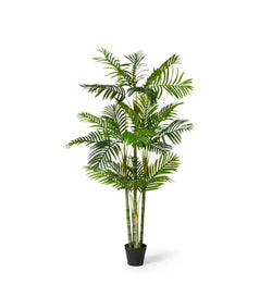 Palm Cane Green 100 x 80 x 150cm