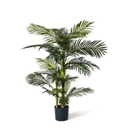Palm Cane Green 80x 80 x 152cm