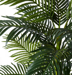 Palm Cane Green 80x 80 x 152cm