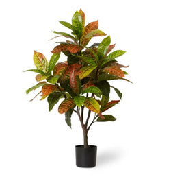 Croton Plant Potted Variegated 75 x 70 x 100cm