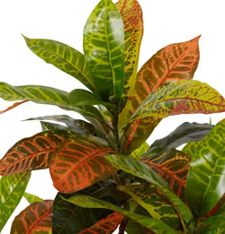 Croton Plant Potted Variegated 75 x 70 x 100cm