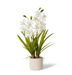 Cymbidium Slim Pot 50 x 50 x 69cm