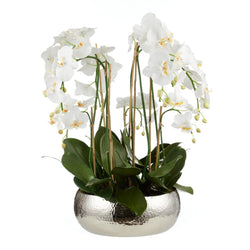 Phalaenopsis Orchid-Pali Metal65cmWh-BOM