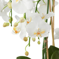 Phalaenopsis Orchid-Pali Metal65cmWh-BOM