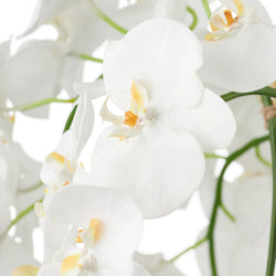 Phalaenopsis Orchid-Pali Metal65cmWh-BOM