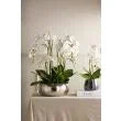 Phalaenopsis Orchid-Pali Metal65cmWh-BOM