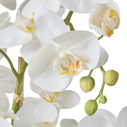 Rogue Phalaenopsis Orchid Pot White 25x30x50cm