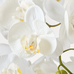 Rogue Phalaenopsis Orchid Pot White 30x30x124cm