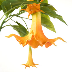 Rogue Datura Tree Orange 70x70x180cm