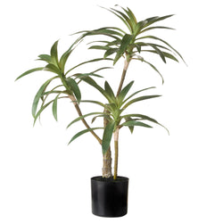 Dracaena Plant Green 64X51X51cm