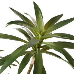 Dracaena Plant Green 64X51X51cm