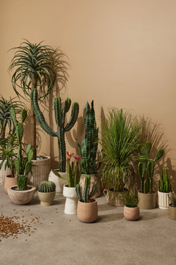 Dracaena Plant Green 64X51X51cm