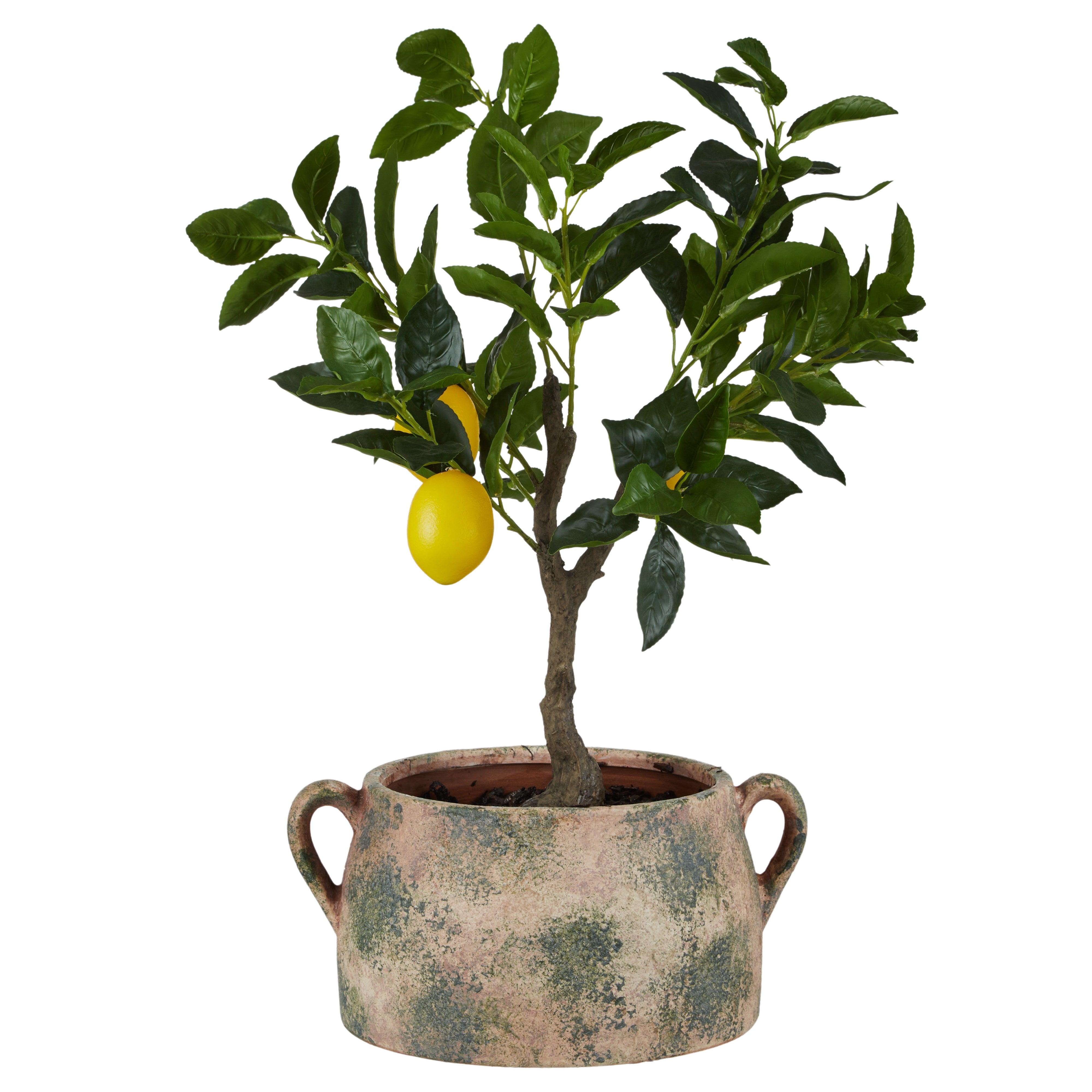 Lemon Tree Distressed Rustic Pot Green & Brown 41x32x60cm - Furniture Castle