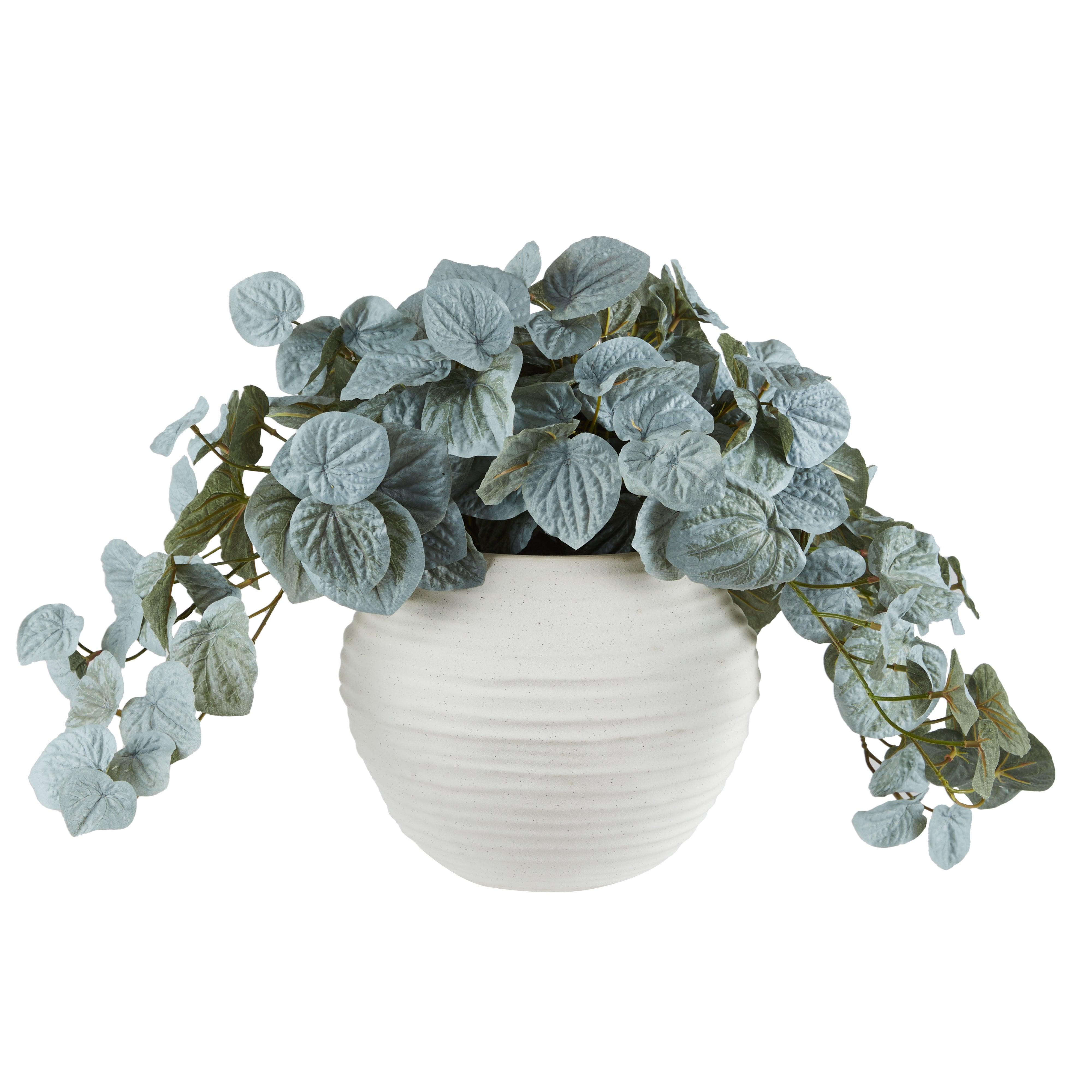 Peperomia Bush Talilia Pot Green & White 55x60x40cm - Furniture Castle