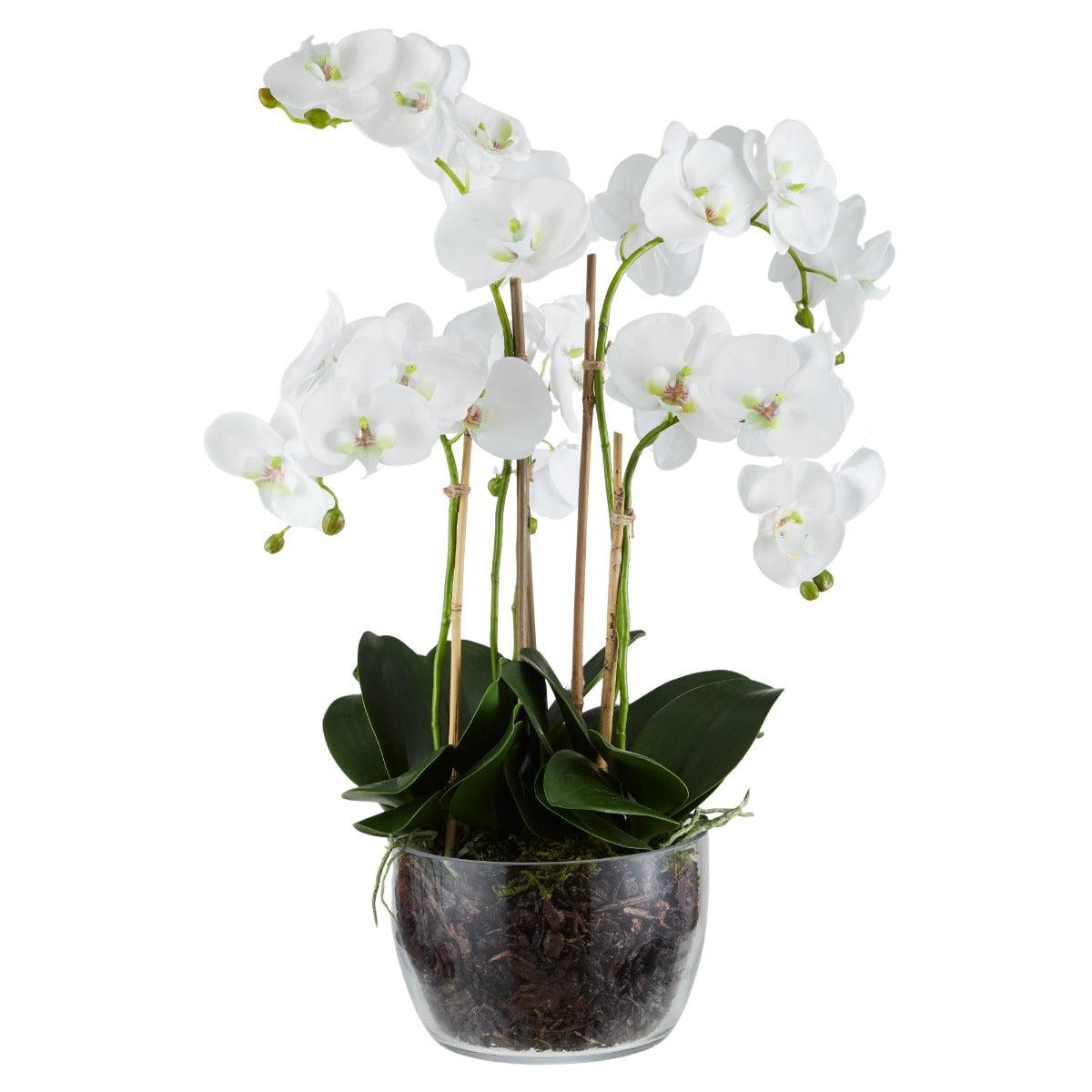 Phalaenopsis Classic Bowl White/Glass 42x39x68cm - Furniture Castle